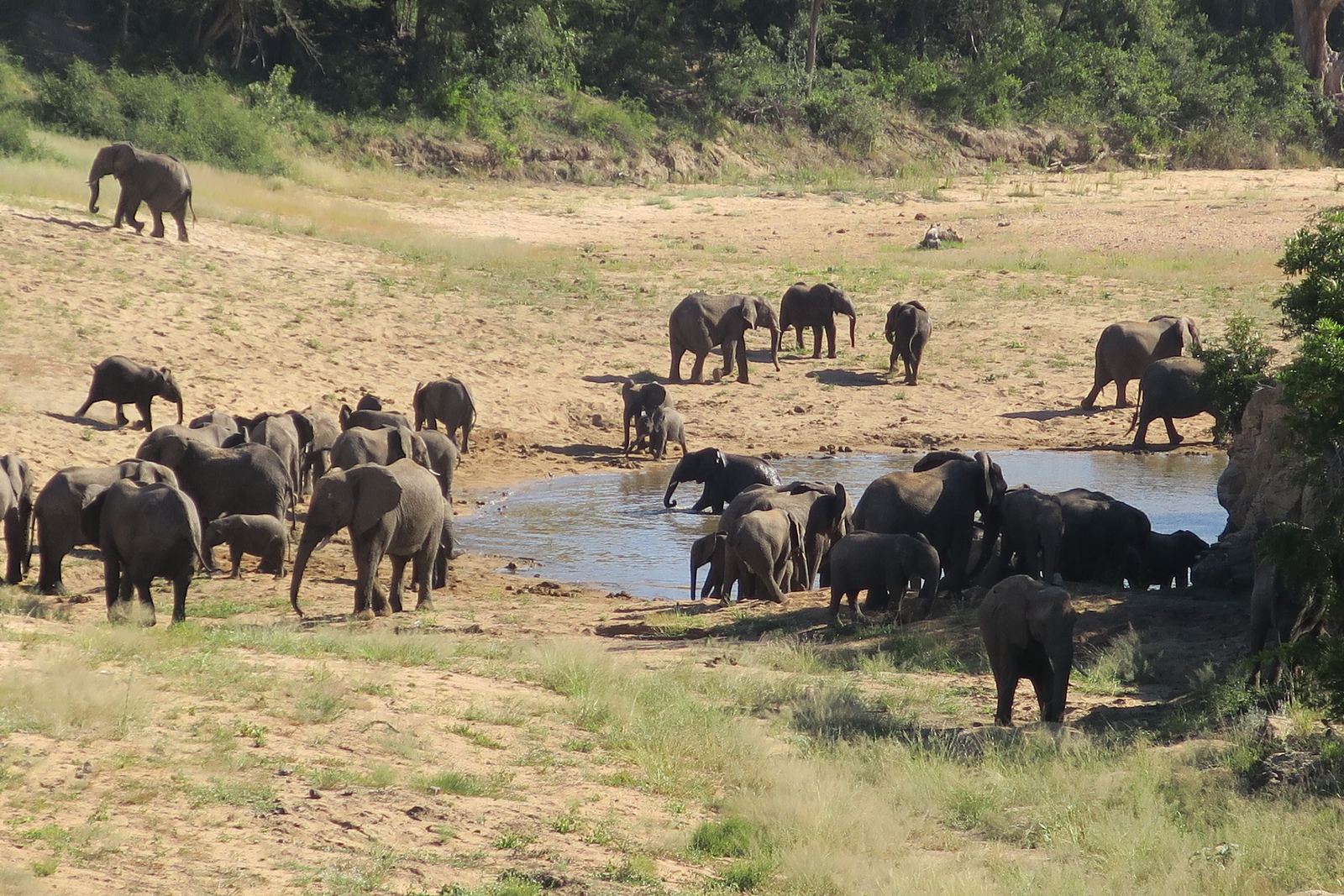 African Elephants, Kruger National Park, South Africa